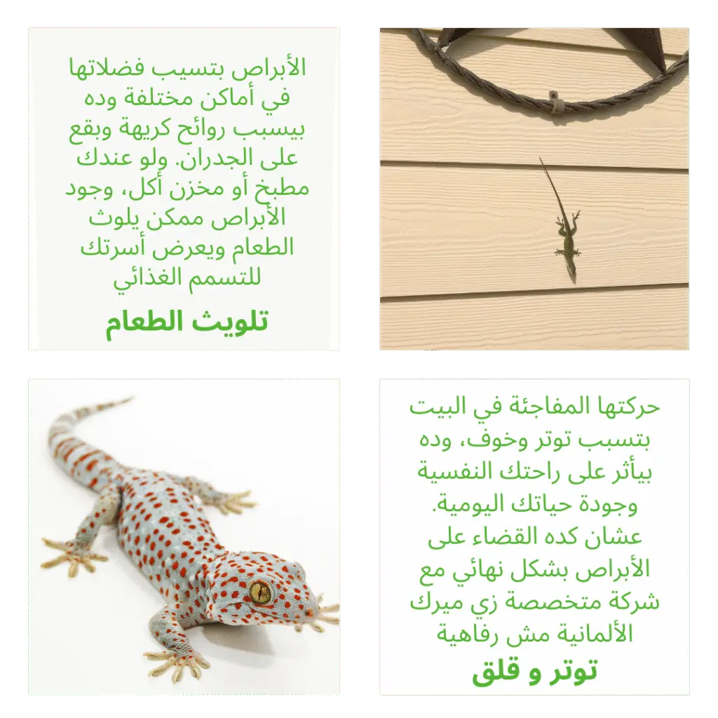 ليه القضاء على الأبراص مهم جدًا لصحتك وراحتك؟
