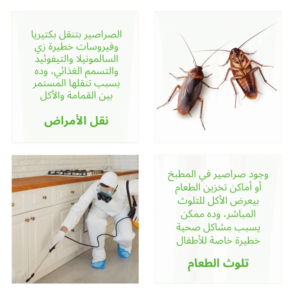 ليه القضاء على الصراصير مهم جدًا لسلامتك وصحتك؟