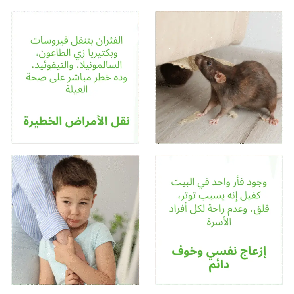 ليه القضاء على الفئران مهم جدًا لصحتك وراحتك؟