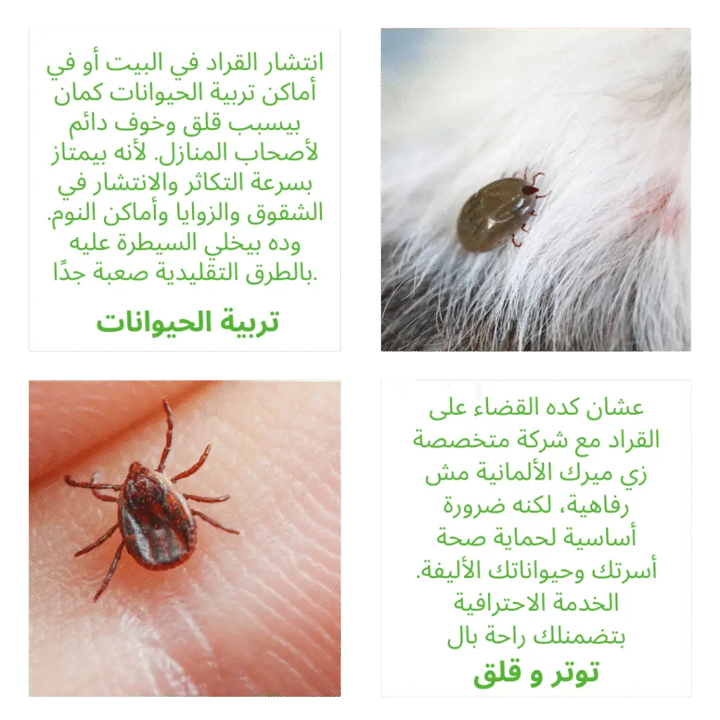 ليه القضاء على القراد مهم جدًا لصحتك وراحتك؟