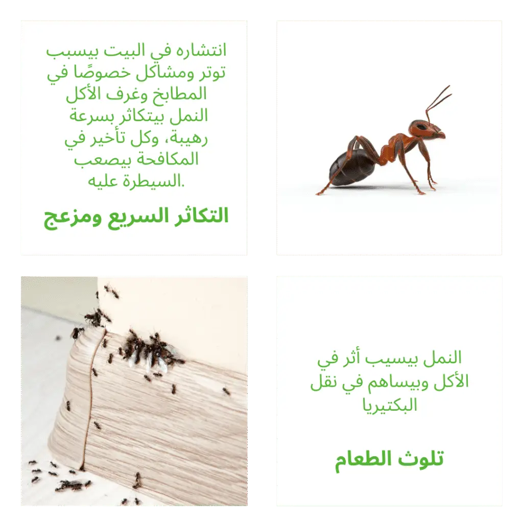 ليه القضاء على النمل مهم جدًا لصحتك وراحتك؟
