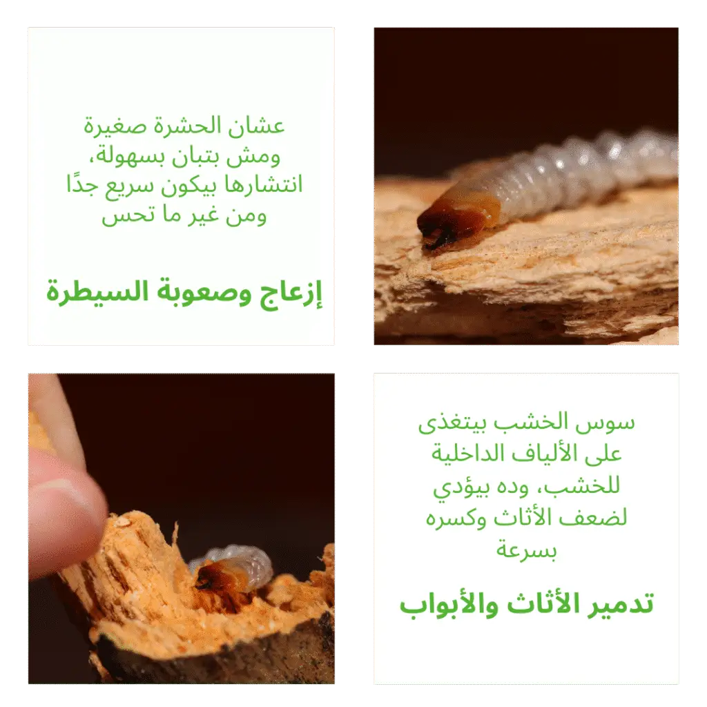 ليه القضاء على سوس الخشب مهم جدًا لصحتك وراحتك؟