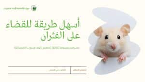 أسهل طريقة للقضاء على الفئران في المنزل نهائيًا بدون مواد سامة