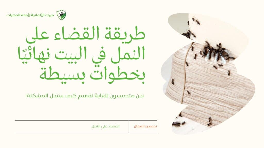 طريقة القضاء على النمل في البيت نهائيًا بخطوات بسيطة